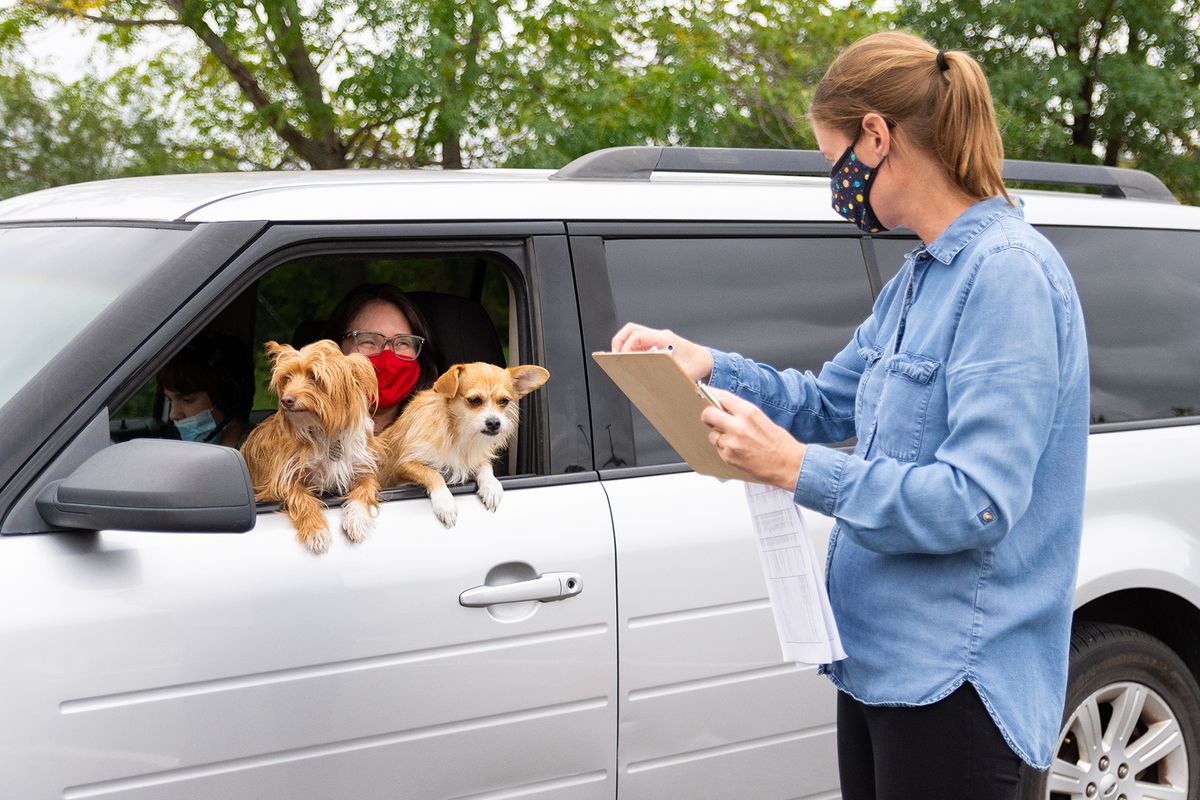 2020-09-23 STH Dogs in Car WEB.jpg