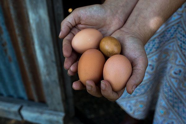 Hands Holding Eggs